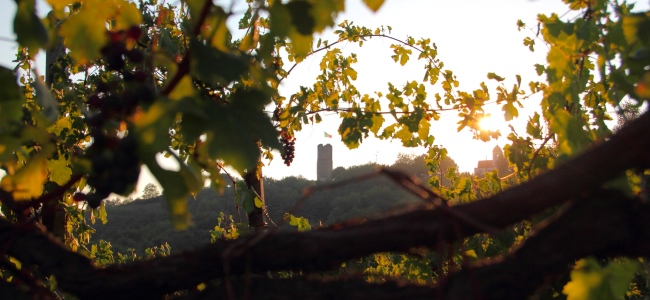 I vini dell'Alto Piemonte. AIS per il Fuori Expo 2015