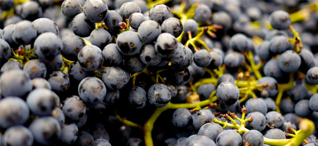 Anteprima Grignolino dal Mondo - II Edizione