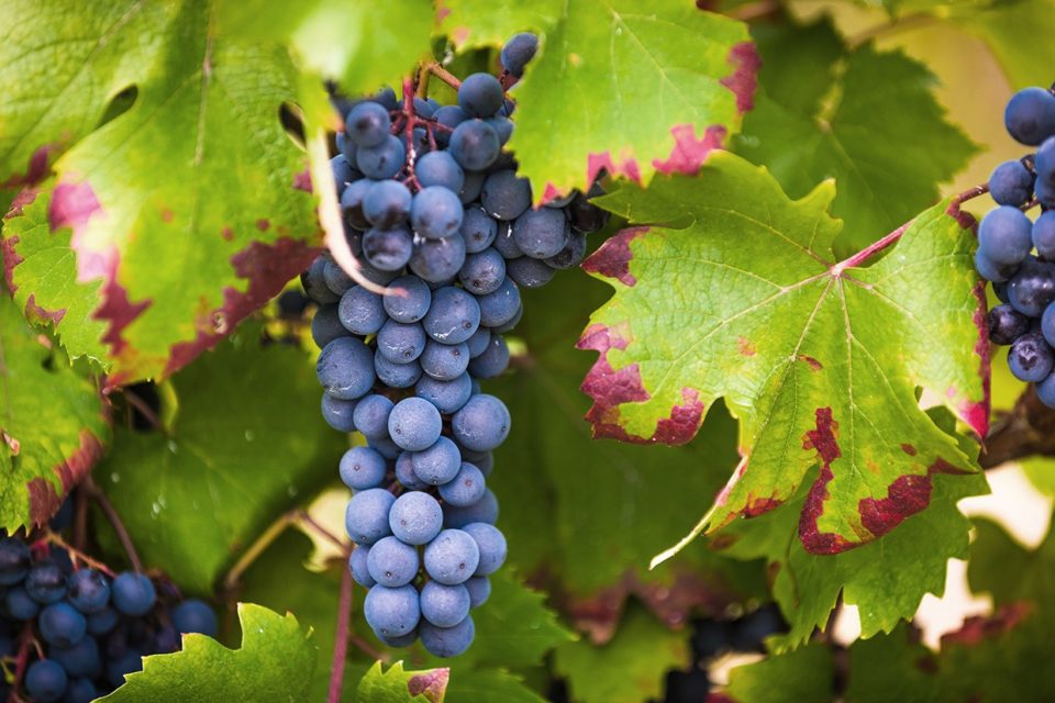 dolcetto