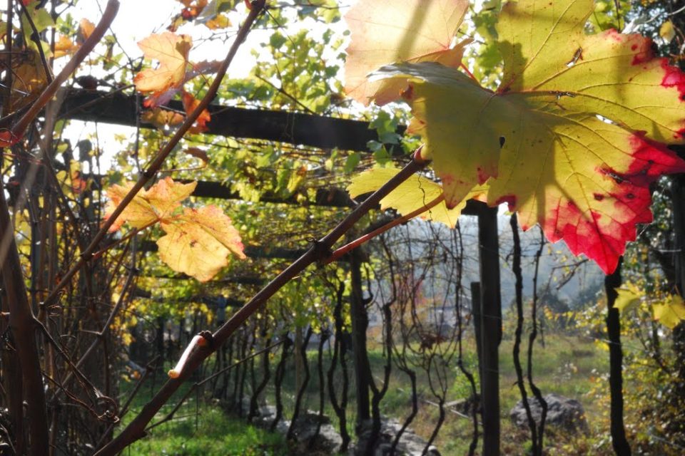 VignaBaratuciatRivera_11-2012