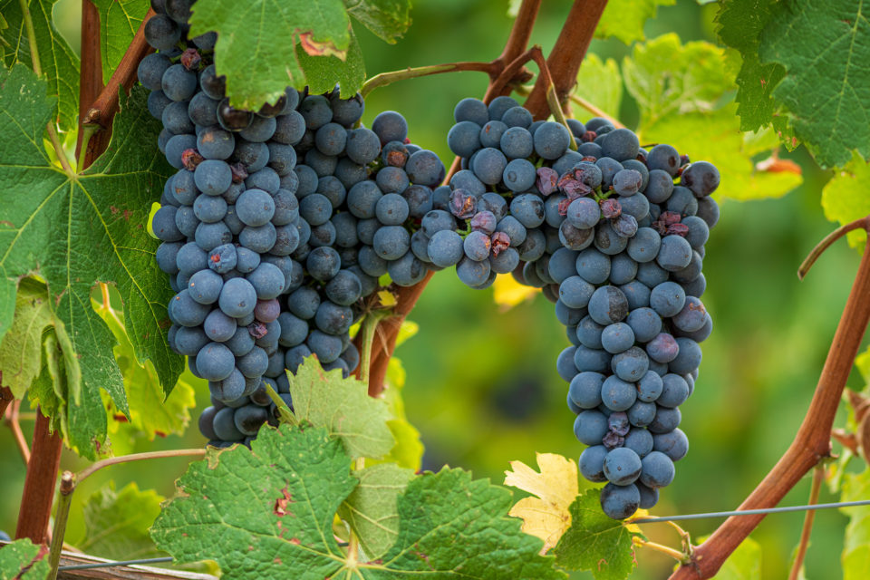 Beautiful,Bunch,Of,Black,Nebbiolo,Grapes,With,Green,Leaves,In