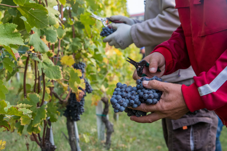 A,Harvester,Picks,Nebbiolo,Grapes,,Which,Are,Used,To,Make