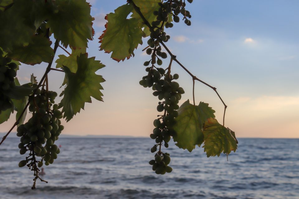 wine-4236777_1920