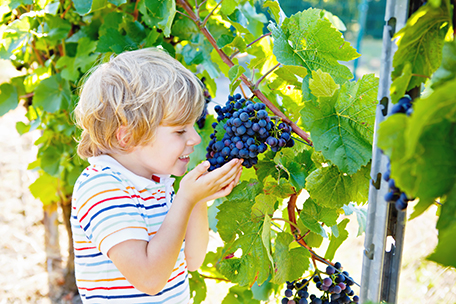 Smiling,Happy,Blond,Kid,Boy,Picking,Ripe,Blue,Grapes,On