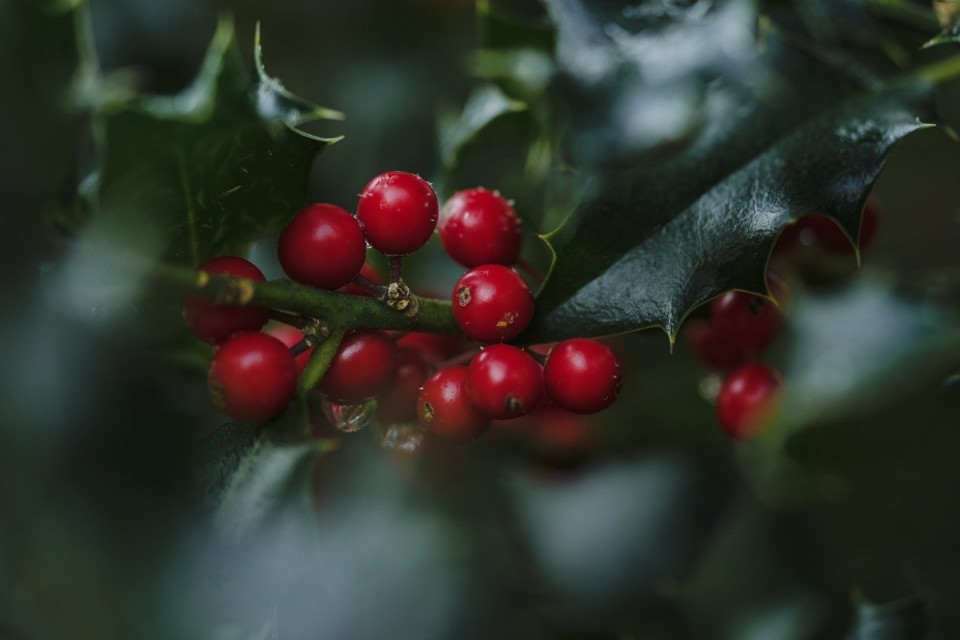 natale_agrifoglio