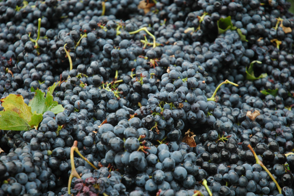 Grapes,For,Wine,(barbera,),Production