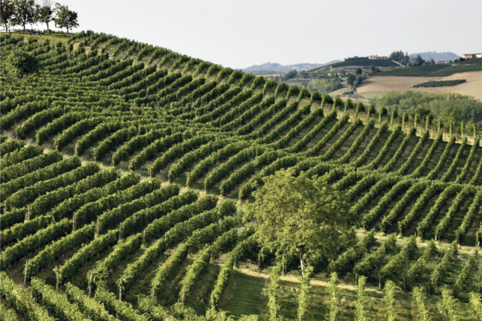monferrato_identity