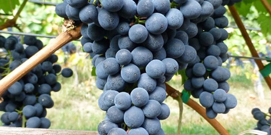 albarossa-4-900x450