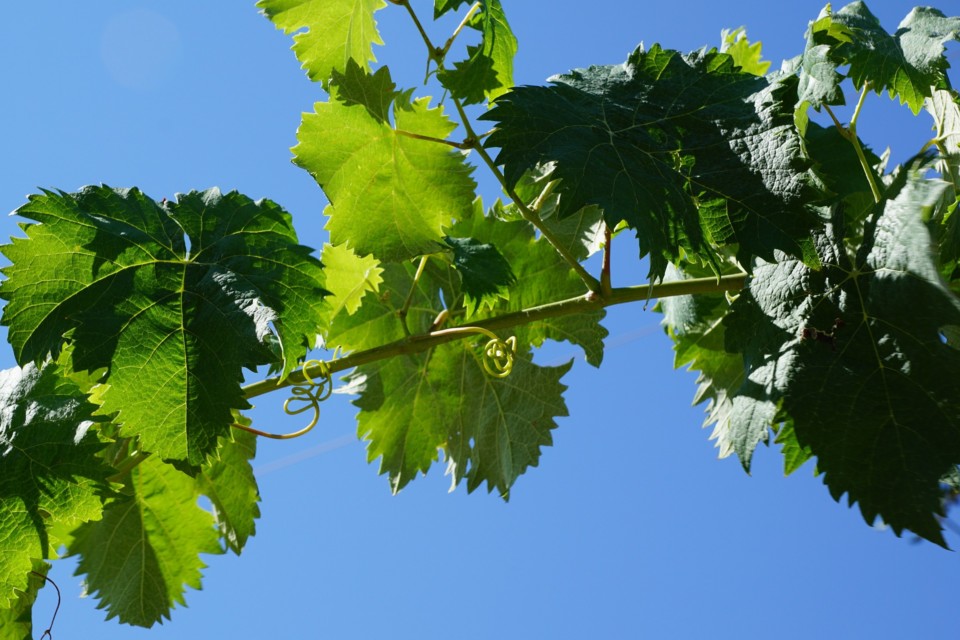 grape-g7fe5cd16e_1920