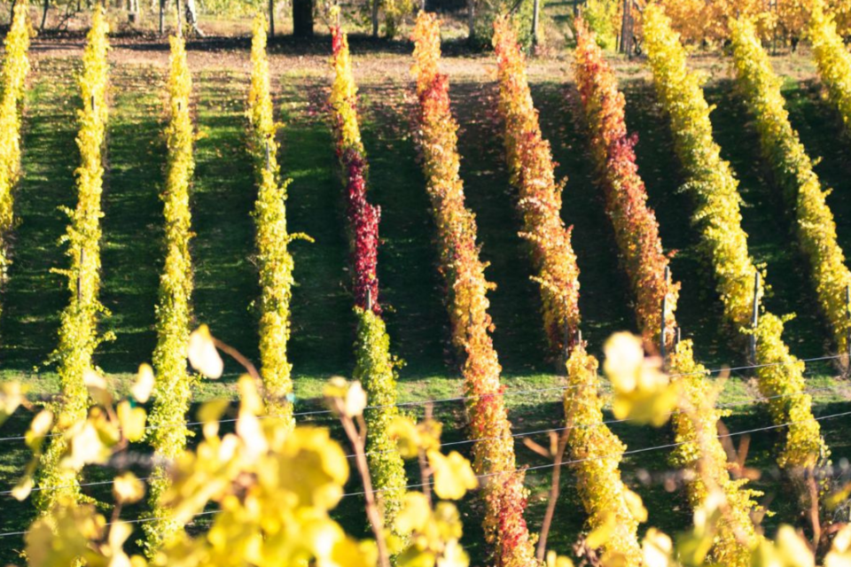 Viaggio_reale_web