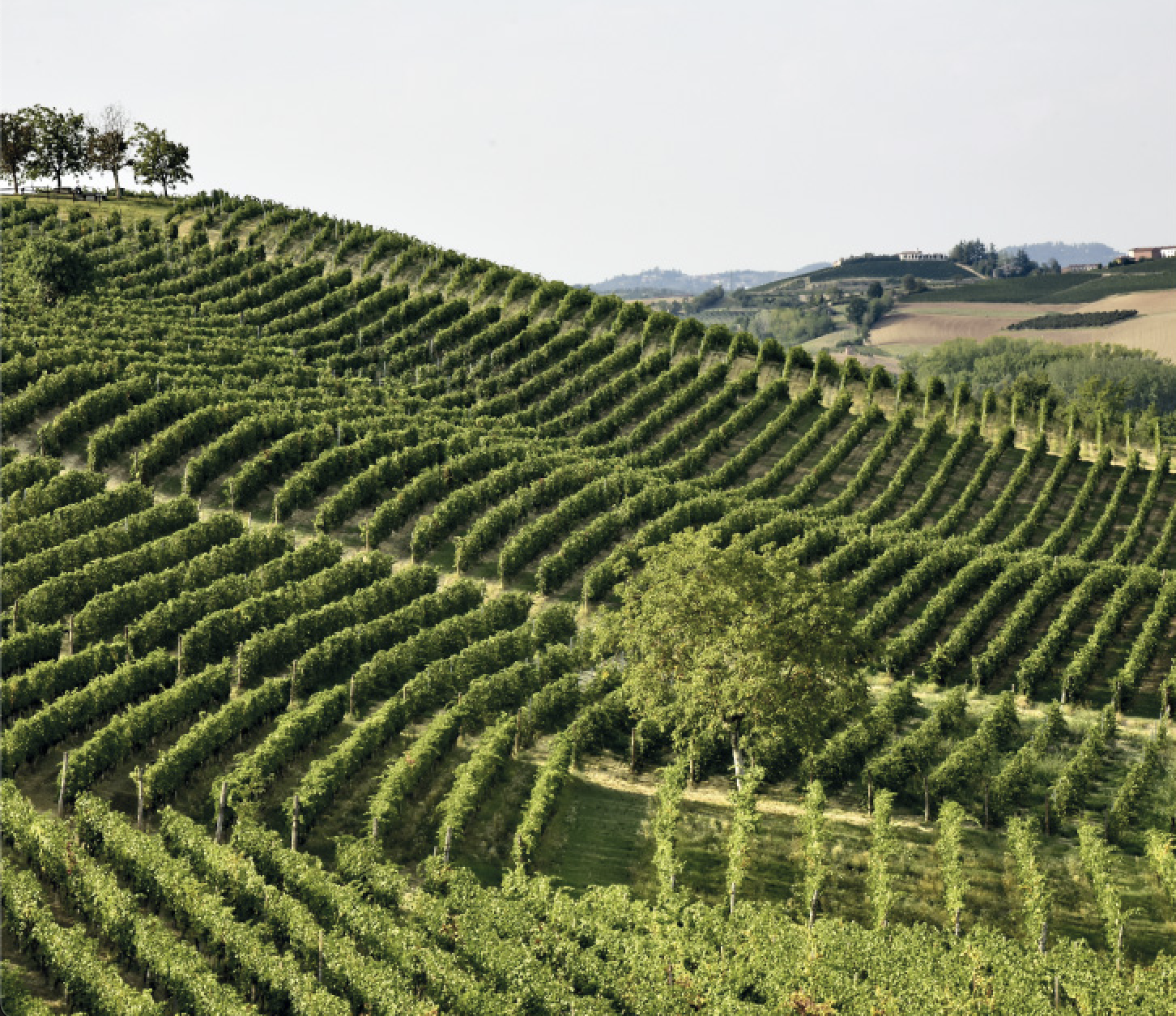 Monferrato Wine Festival – Monferrato Identity - AIS Piemonte